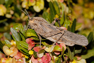 A grasshopper (Stolliana spp.) in natural habitat, South Africa.