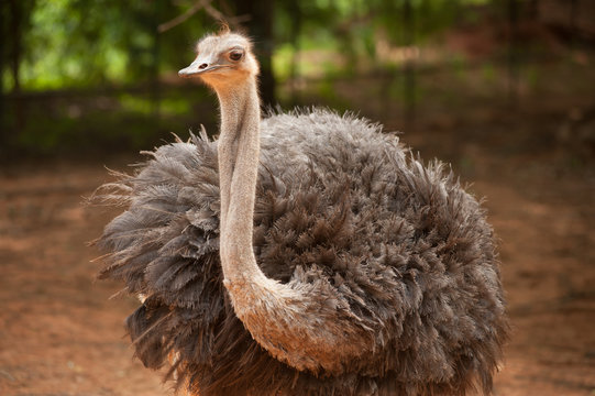  The Adult ostrich enclosure. Curious African ostrich.