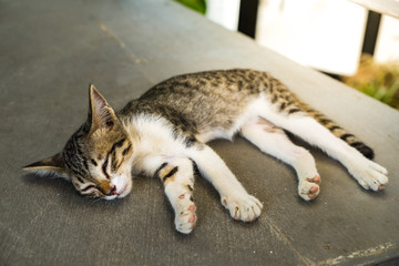Cat sleeping on the floor