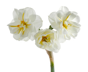 Naklejka na ściany i meble Daffodil flowers