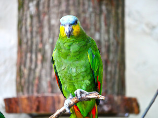 Perroquet © photoloulou91