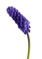 Hyacinth flower