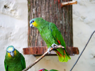 Perroquet © photoloulou91