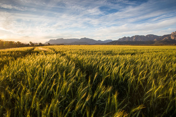 Golden sunset over a golden wheat field in South Africa