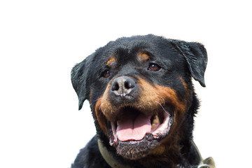 Fototapeta premium Rottweiler dog portrait close-up, isolated on white