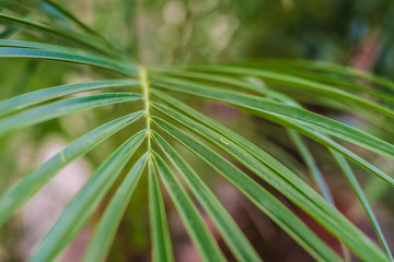 Bright green tropical palm leaf closeup view