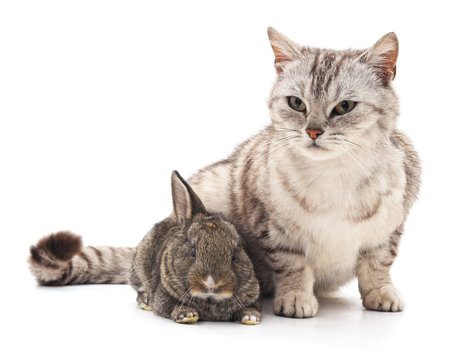 Cat and rabbit.