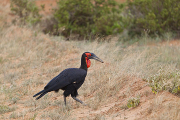 Southern Ground-Hornbill in Kenya