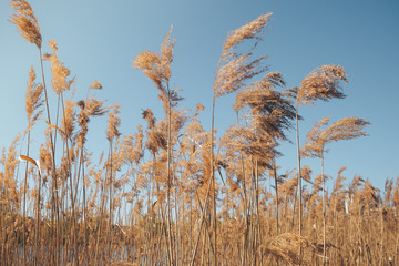the reeds near the lake in the spring