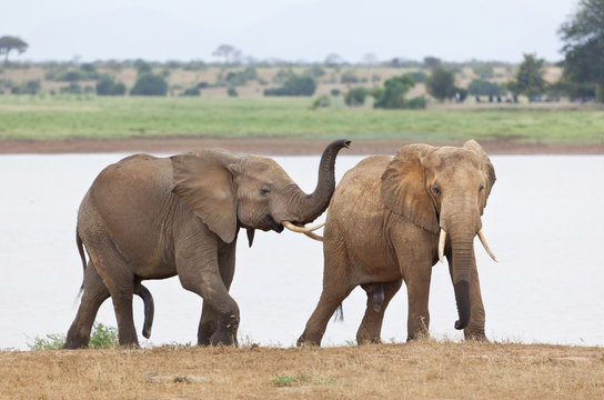 Elephants Shortly Before Mating
