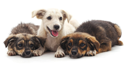 Fototapeta premium Three puppies.