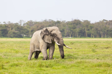 Fototapeta premium African Elephant in Kenya