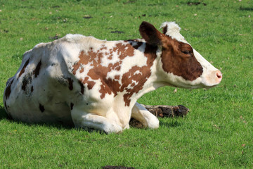 Cow enjoying the spring grass