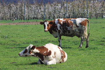 Cows live in groups and within each group there is a hierarchy