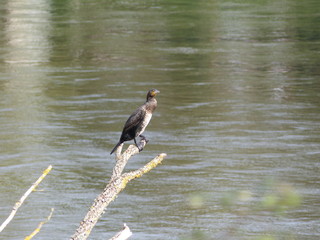Cormoran perché
