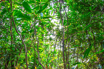 太陽光を浴びて育った自然