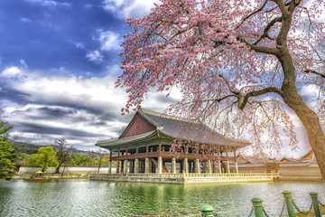 Beauty of Sherry blossoms at Gyeongbokgung palace,South Korea.