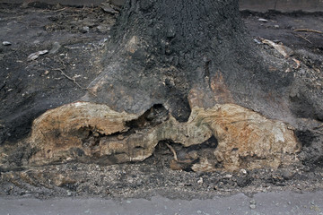 Fototapeta na wymiar The roots of an old tree