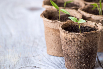 
  Preparation for work in the garden. Seedling in peat pots.