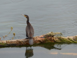 Cormoran