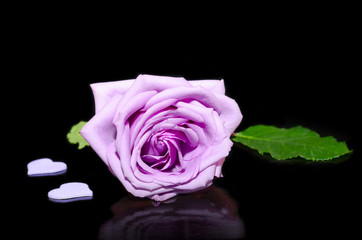 Purple rose and decorative hearts are on black background with reflection