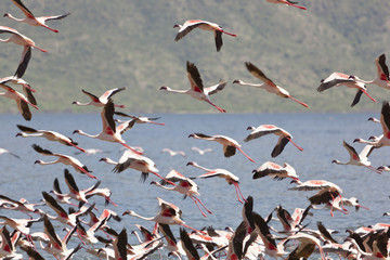 Fototapeta premium Flamingos at Lake Bogoria, Kenya