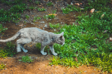 grey cat on green grass at garden