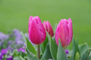 Fototapeta premium Tulips