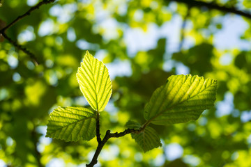 Grüne Blätter im Sonnenlicht 