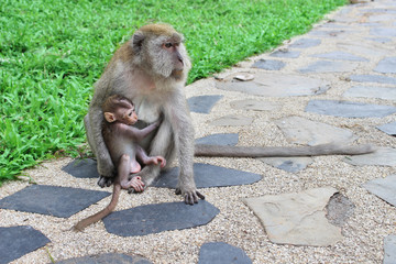 Mother Monkey takes care of its baby.