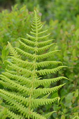 fern