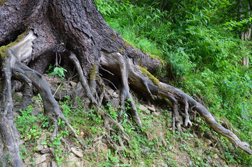 Fototapeta na wymiar the roots of the fir (smereka) 
