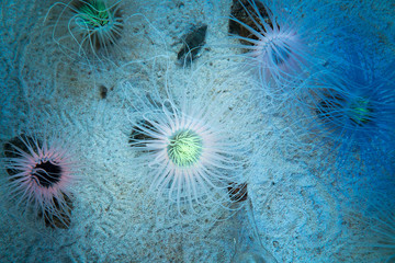 Illuminated tube sea anemone © hunterkitty