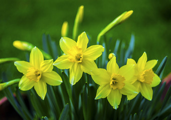 Daffodils. Flowers of daffodils. Yellow daffodil flower in the field.