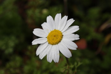 Landscapes, Village view, daisy