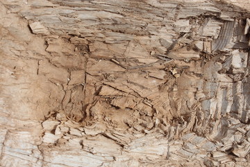 irregular cutten wood as background