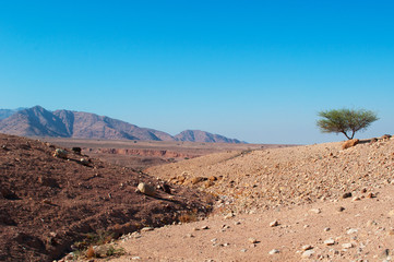 Medio Oriente, 10/03/2013: le montagne e il paesaggio deserto della Riserva Biosfera di Dana, la più grande riserva naturale della Giordania, a Petra
