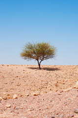 Natura e paesaggio deserto: vista di un albero solitario cresciuto su un terreno roccioso e deserto