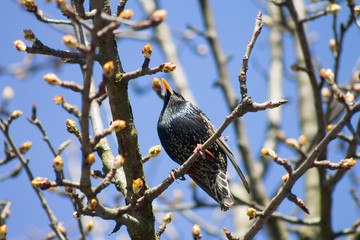 The bird is a Starling sings on the tree