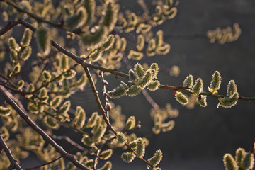Wiosenne bazie © Mariusz Stoszewski