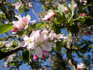 Fototapeta na wymiar Baum Blüte Obst