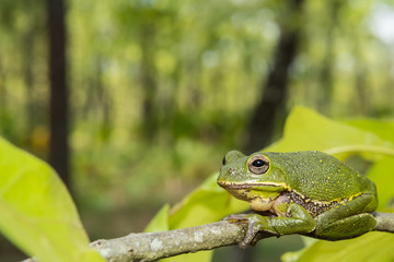 Barking Tree Frog