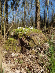 Fototapeta na wymiar Baumstumpf mit Blumen im Wald