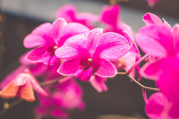 Naklejka na ściany i meble Pink orchids beautiful flowers
