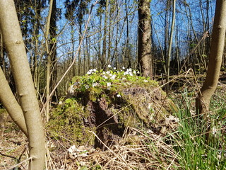Baumstumpf mit Blumen im Wald