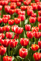 Fototapeta premium Red tulips in the field in worm sunny day