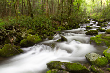 Obraz premium Roaring Forks Motor Trail Details in the Smoky Mountains