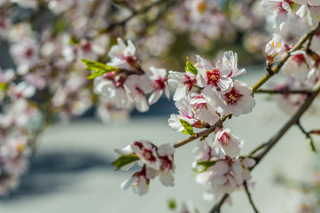 Sakura flowers or soft focus cherry blossom on nature background