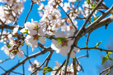 Beautiful cherry blossom sakura in spring over blue sky