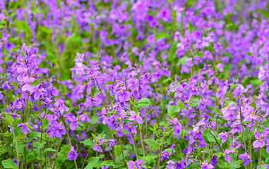 ハナダイコン / Hesperis matronalis